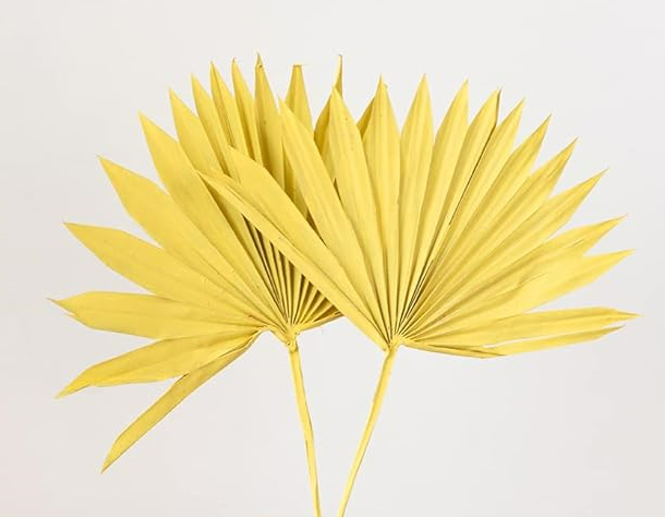 PALM SUN SPEAR-YELLOW COLOUR